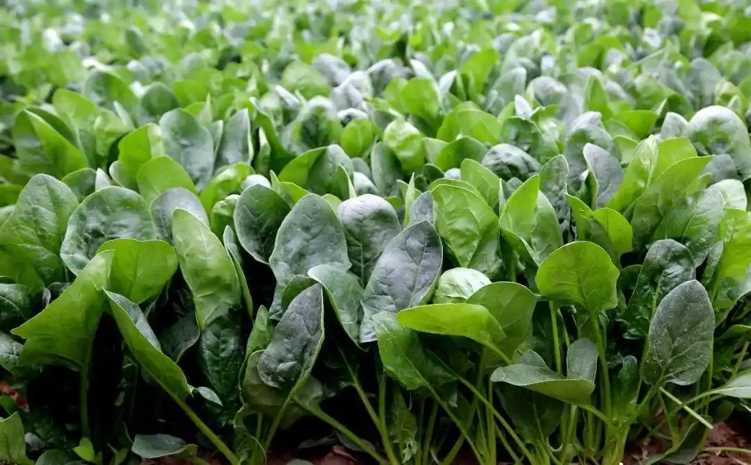 减脂餐盘精选：8种高效瘦身蔬菜，营养师力荐 - 第1张