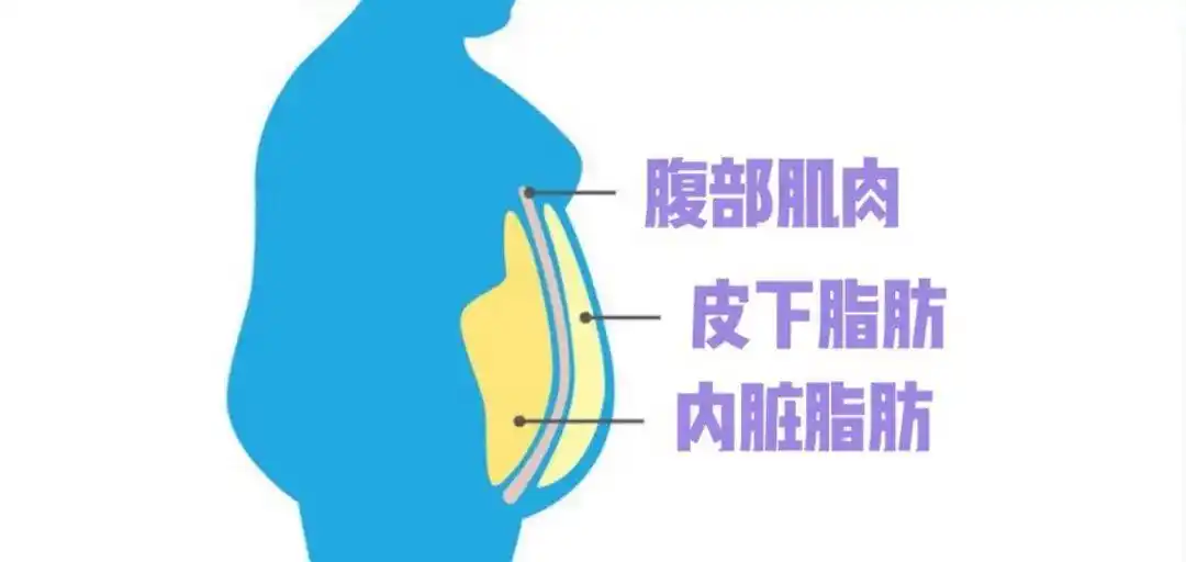 腹部脂肪太顽固?5个科学减肚腩方法,坚持2个月见证惊人变化! - 第1张 - Royal Cup 官方网站 腹部脂肪太顽固?5个科学减肚腩方法,坚持2个月见证惊人变化! - 第1张