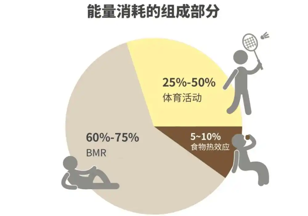 想要科学减肥不反弹?全面指南教你打造易瘦体质! - 第2张 - Royal Cup 官方网站 想要科学减肥不反弹?全面指南教你打造易瘦体质! - 第2张
